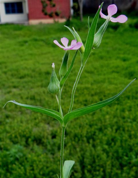 Silene conoidea